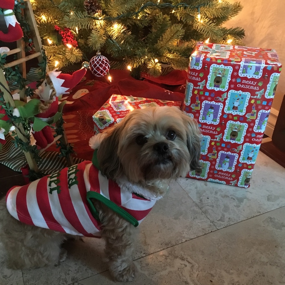 🐶 MY SCAMPY POO 🐶